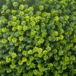 گرین وال برگ برزیلی - Image 2