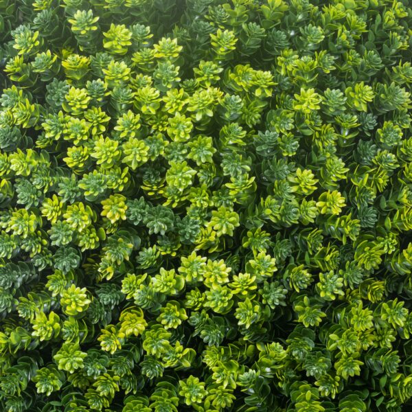 گرین وال برگ برزیلی - Image 2