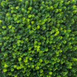 گرین وال برگ کاجی - Image 2