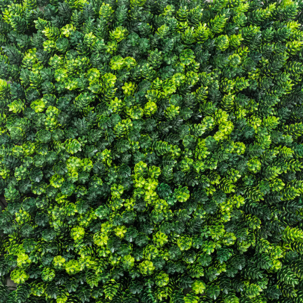 گرین وال برگ کاجی - Image 2