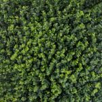 گرین وال برگ شمشادی - Image 2