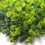 گرین وال برگ برزیلی