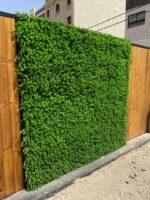 گرین وال برگ شمشادی - Image 4