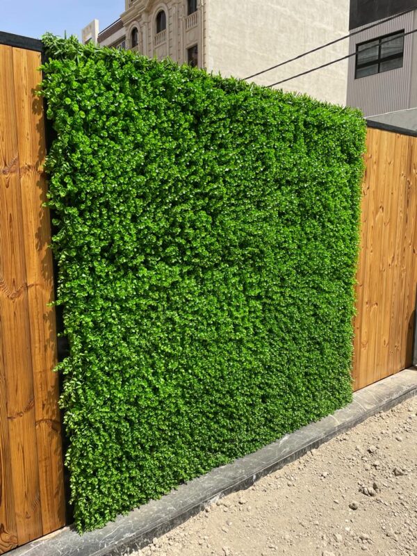 گرین وال برگ شمشادی - Image 4