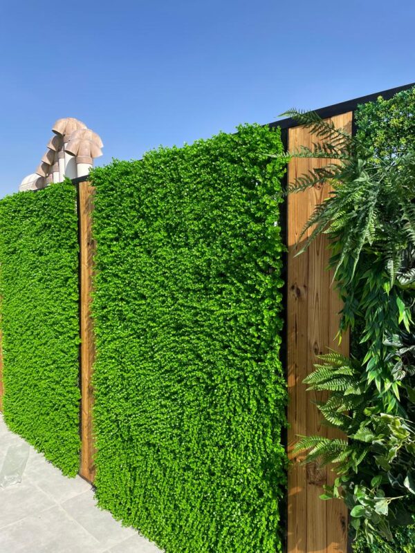 گرین وال برگ شمشادی - Image 3