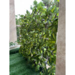 حصار آکاردئونی برگ درشت - Image 4