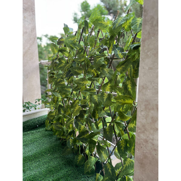 حصار آکاردئونی برگ درشت - Image 4