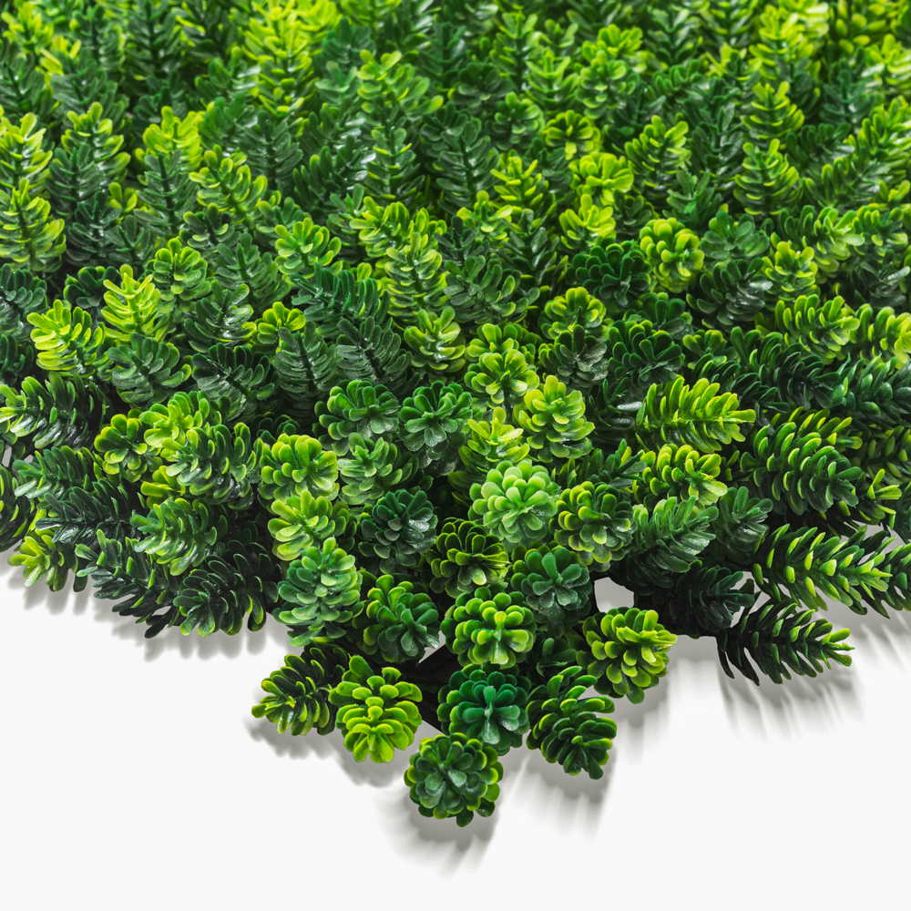 c2a42e-1.jpg گرین وال برگ کاجی - Image 1