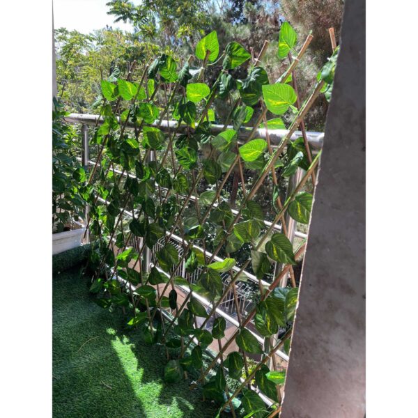 حصار آکاردئونی برگ ریز - Image 2