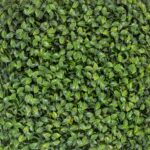 گرین وال برگ پرتقالی - Image 2