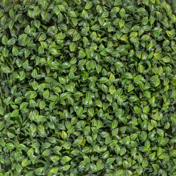 گرین وال برگ پرتقالی - Image 2