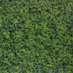 گرین وال برگ نیلوفری - Image 2