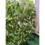 حصار آکاردئونی برگ درشت - Image 3